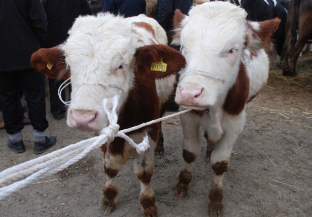 KURBANLIK FİYATI ARTMADI