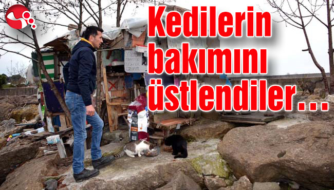Kedilerin bakımını üstlendiler…