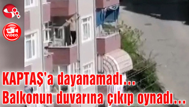 KAPTAŞ’a dayanamadı… Balkonun duvarına çıkıp oynadı…