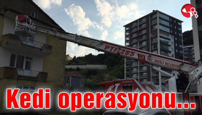 Kedi operasyonu…
