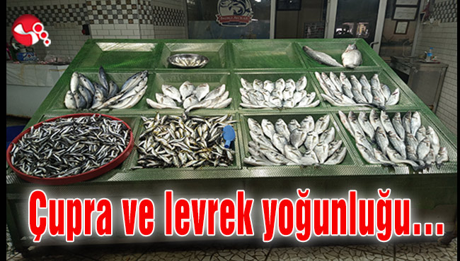 Çupra ve levrek yoğunluğu…