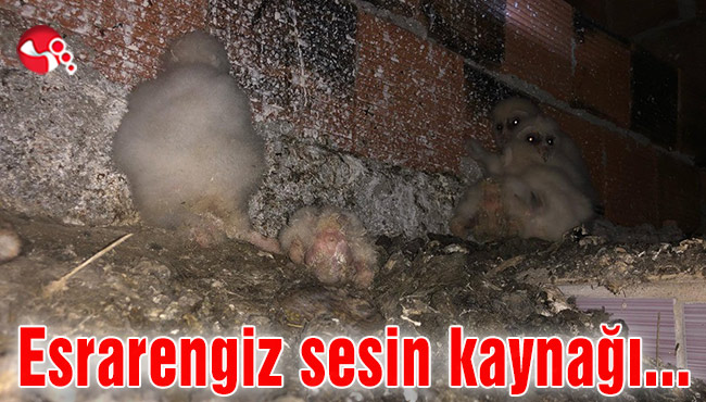 Esrarengiz sesin kaynağı belli oldu…