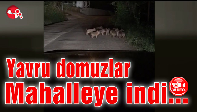Yavru domuzlar Mahalleye indi…