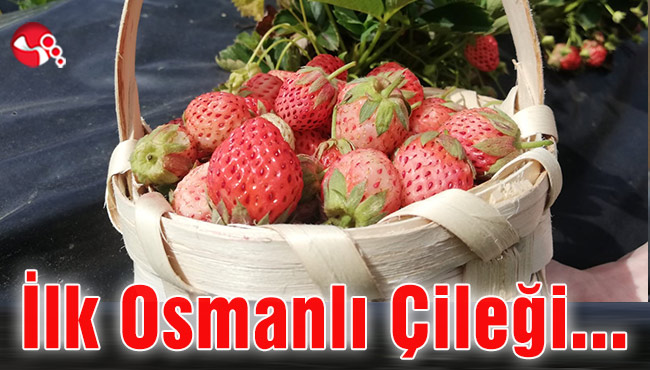 İlk Osmanlı Çileği…