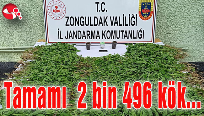 Tamamı 2 bin 496 kök...