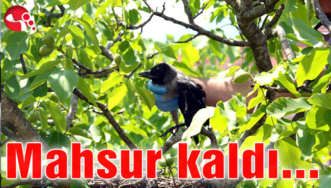 Ceviz ağacında mahsur kaldı...