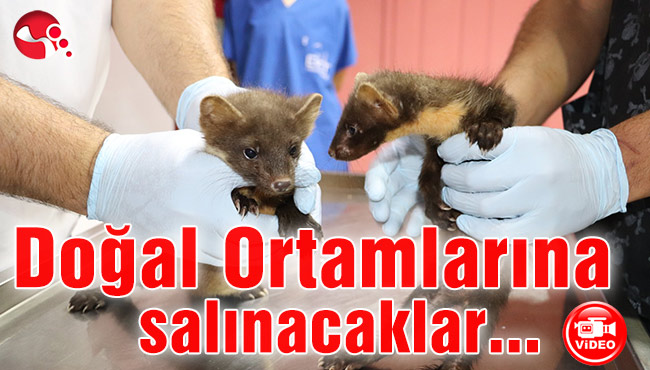 Doğal Ortamlarına salınacaklar...