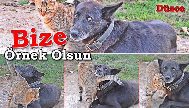 BÖYLE DOSTLUK, &8216;İNSAN&8217; BAŞINA !!