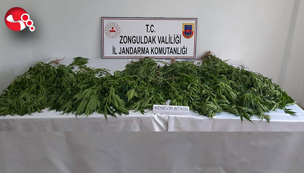 Kenevir Operasyonu...1 gözaltı...