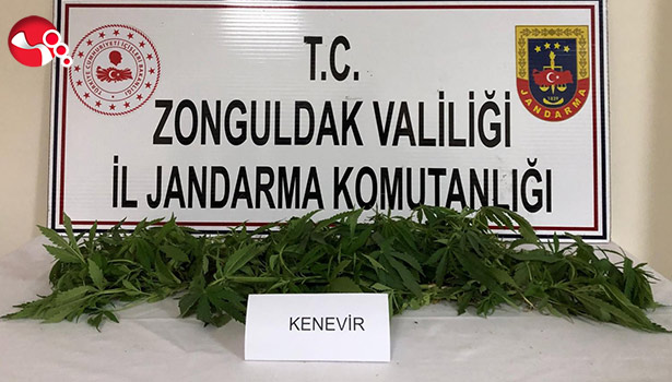 Alaplı’da uyuşturucu operasyonu…