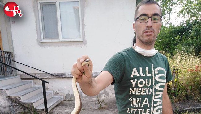 1,5 metrelik yılanı elleriyle yakaladı