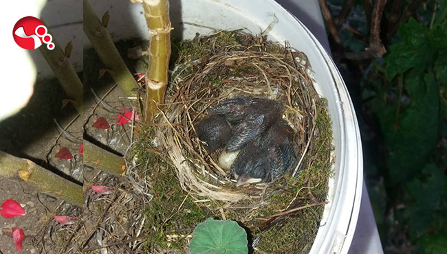 Balkona yumurtladı...