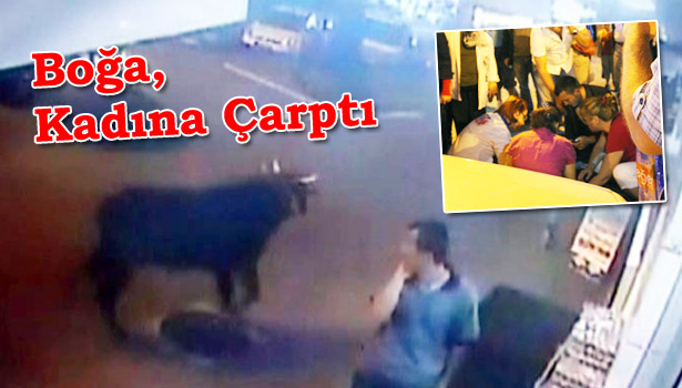 BOĞANIN ÇARPTIĞI KADIN YARALANDI