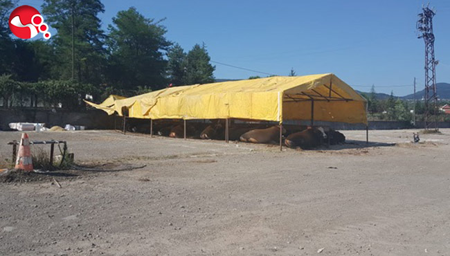 Kurbanlıklar gelmeye başladı!