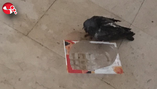 Yaralı kuşa yardım eli...