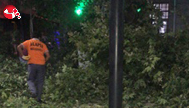 Can yandı, ağaçlar budanmaya başlandı…