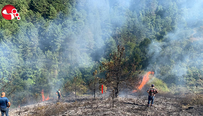 Türkali’de orman yangını...