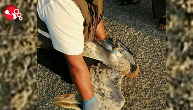 Yaralı Kartalın imdadına yetiştiler