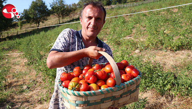 Ata tohumundan 20 ton domates üretti