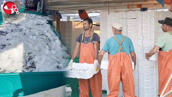 Zonguldak’ta palamut bolluğu
