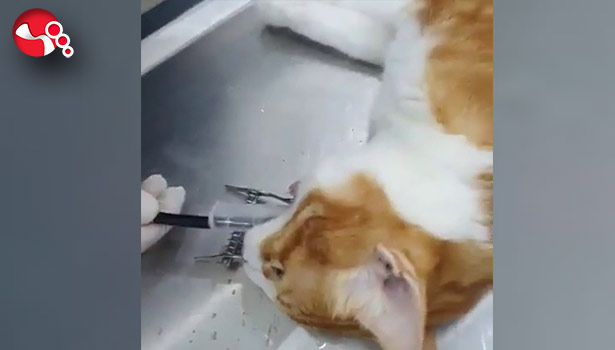 Kediye Endoskopi yapıldı