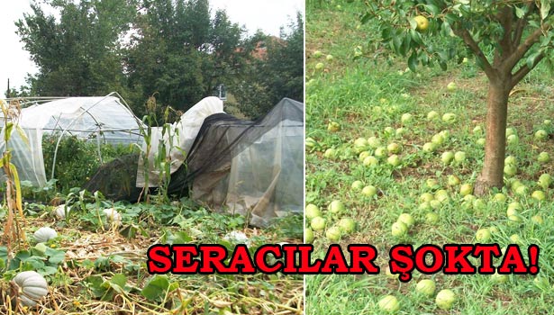 SERACILARA, DESTEK ŞOKU