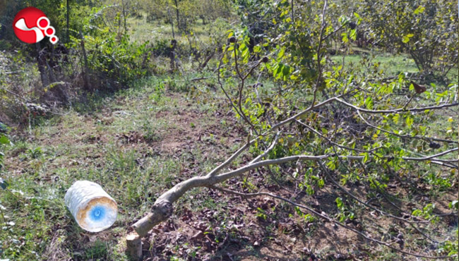 Ağaçları talan edildi!..