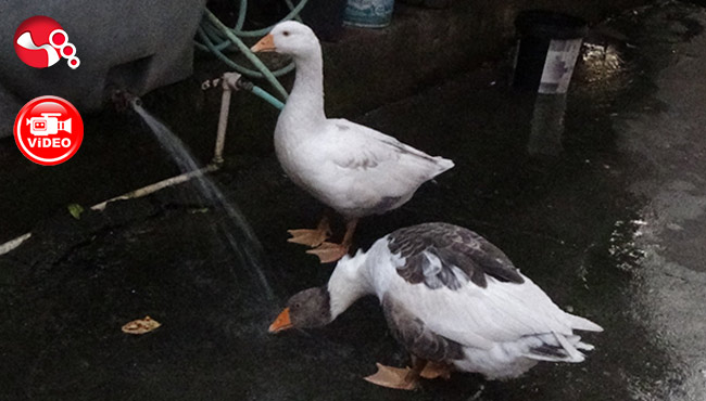 Marifetli Limon ve Portakal…Biri açıyor, diğeri içiyor...