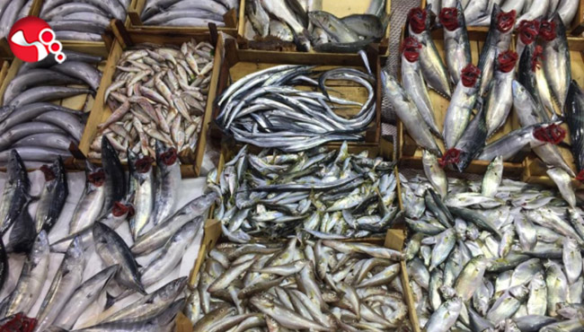 Yerli hamsi çıktı...