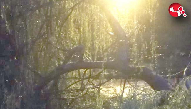 Fırtınadan ağaç devrildi...