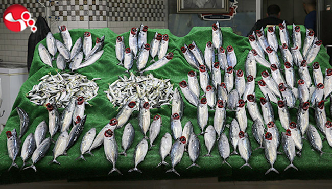 Palamut borsayla yarışıyor...