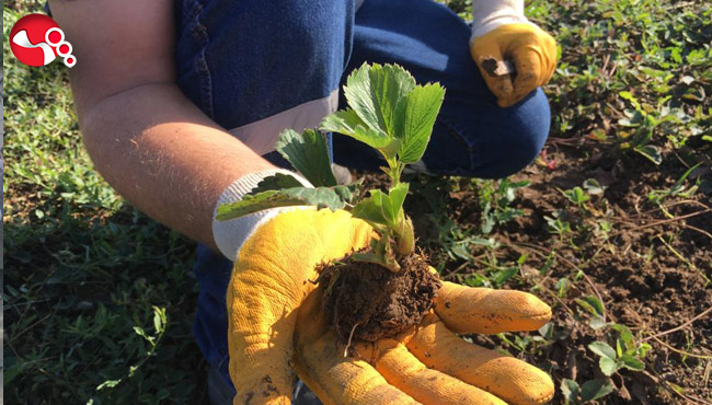 Belediye, Osmanlı Çileği Fidesi dağıtacak