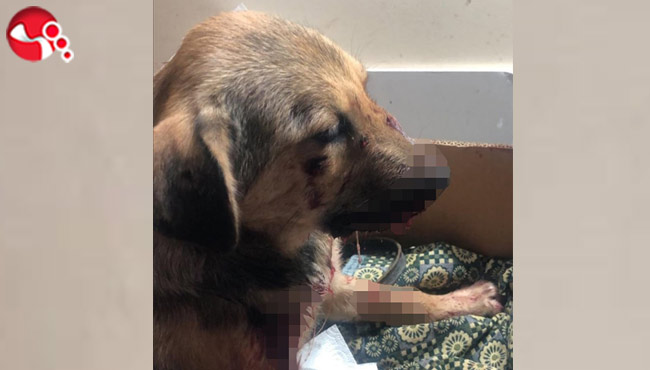 Yavru köpeği yaraladılar