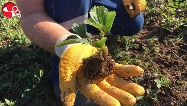 Fide başvuruları sona erdi...