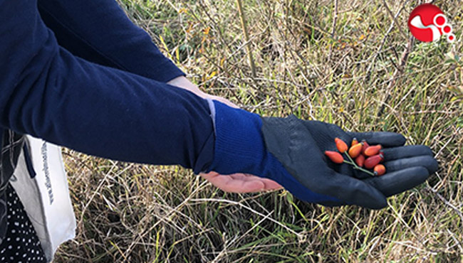 "Dağlarda yetişiyor, faydası saymakla bitmiyor"