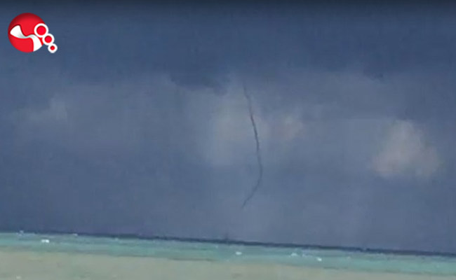 Ereğli Kıyılarında görüldü!..