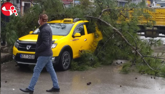 Taksinin üzerine ağaç devrildi