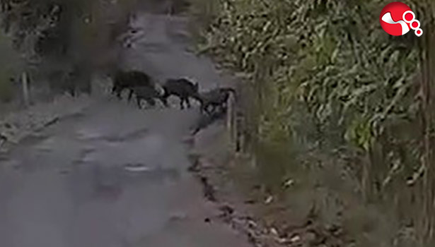 Domuz sürüleri köylere inmeye başladı