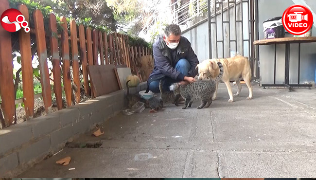 Yüreği el vermedi, elleriyle besledi!..