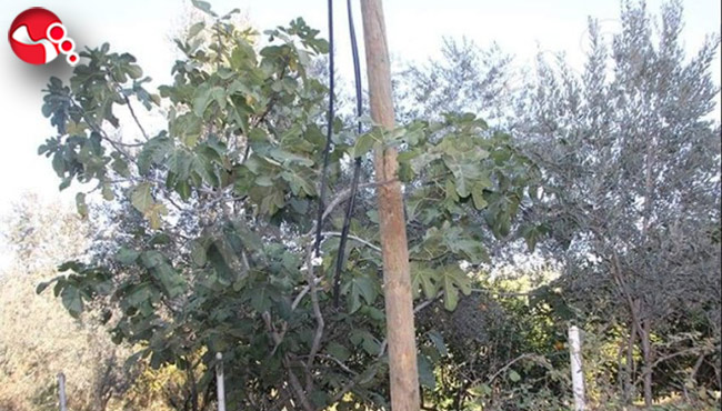 Kablo Hırsızları köylere dadandı!Haberleşme durdu...