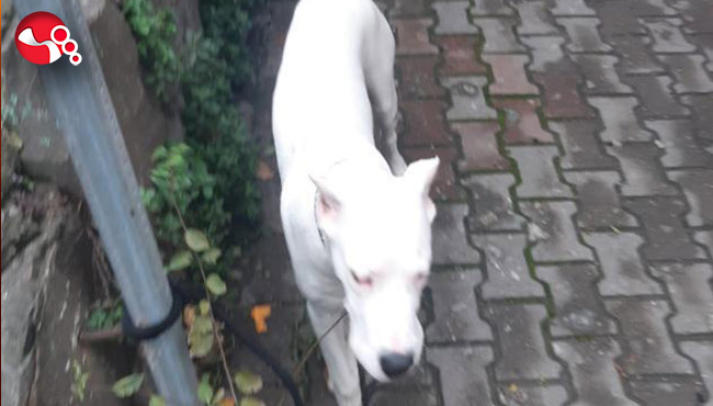 Aranıyordu! Yakalandı...