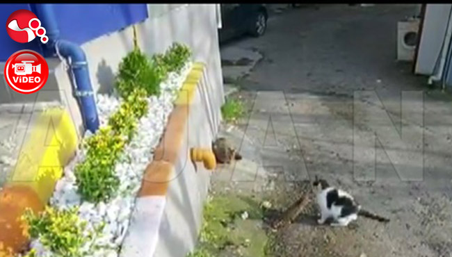 Minik FARE KÜKREDİ, Kedi PIRRRR uçuverdi!!!