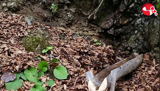 Yaban hayvanlarının imdadına yetiştiler