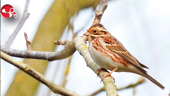 En nadir kuş türü Zonguldak’ta görüntülendi