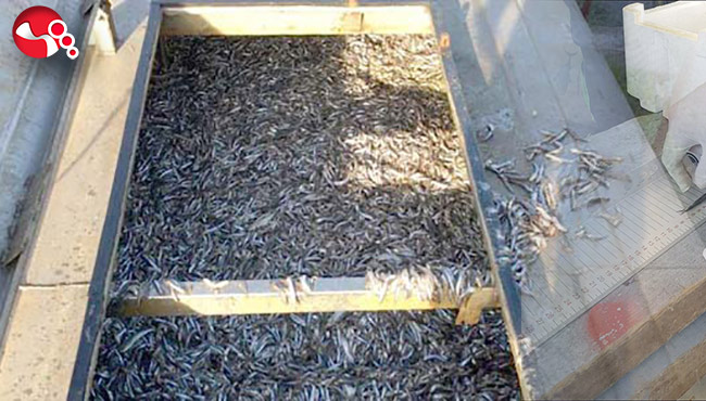 Usulsüz avlanmaya ceza yağdı