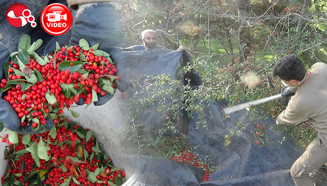 Yaban hayvanları için: ATEŞ DİKENİ