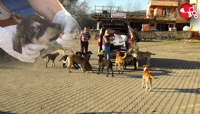 Kendisini sokak hayvanlarına adadı…