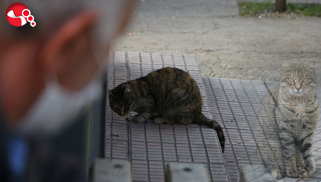 Sakatlanan Kediye Onlar Sahip Çıktı