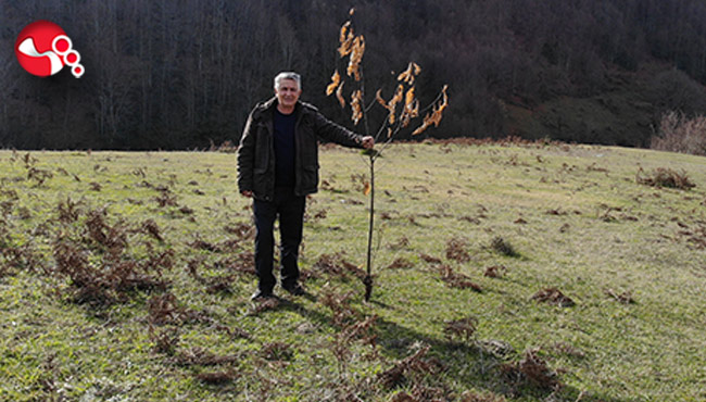 Tek başına köyüne 2.5 ayda 10 bin kestane dikti