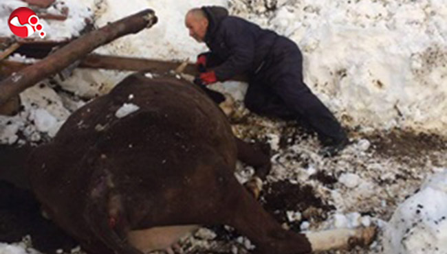 Ahırın damı çöktü, hayvanlar telef oldu...
